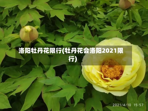 洛阳牡丹花限行(牡丹花会洛阳2021限行)