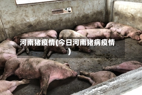 河南猪疫情(今日河南猪病疫情)-第3张图片