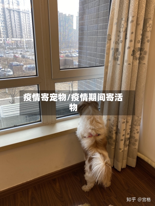 疫情寄宠物/疫情期间寄活物