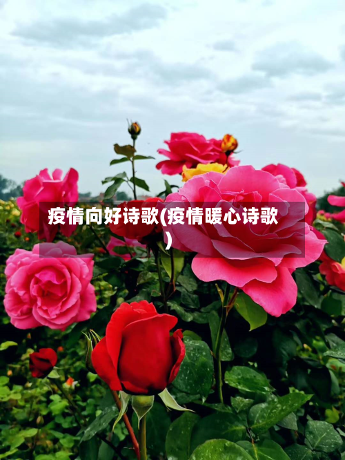 疫情向好诗歌(疫情暖心诗歌)