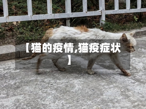 【猫的疫情,猫疫症状】