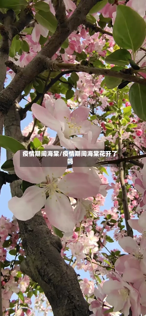 疫情期间海棠/疫情期间海棠花开了吗