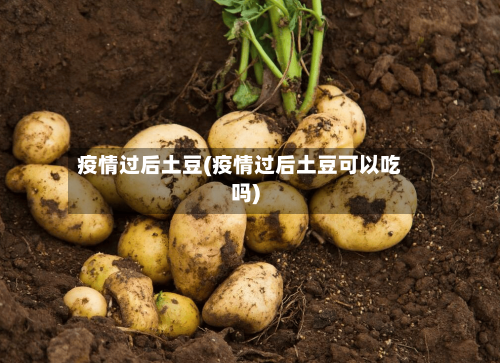 疫情过后土豆(疫情过后土豆可以吃吗)-第2张图片