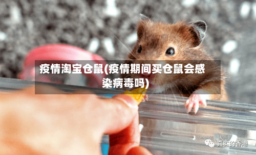 疫情淘宝仓鼠(疫情期间买仓鼠会感染病毒吗)