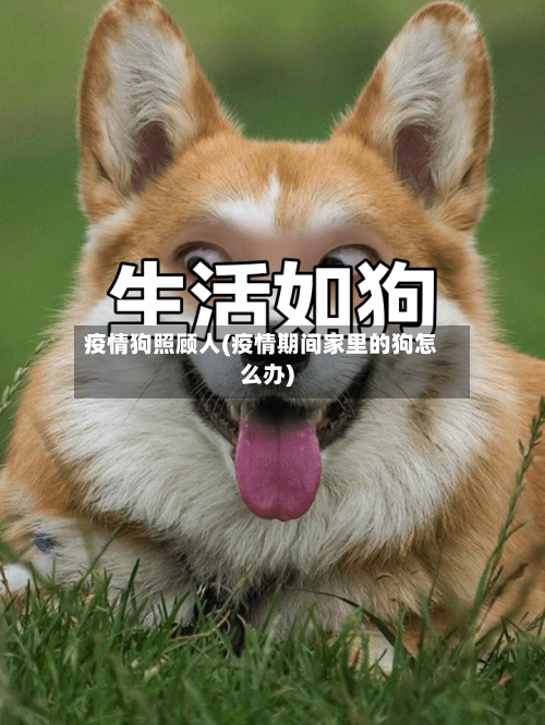 疫情狗照顾人(疫情期间家里的狗怎么办)