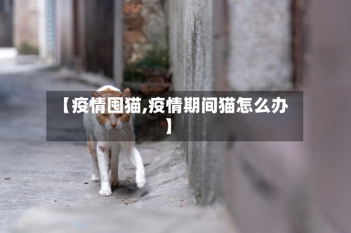 【疫情囤猫,疫情期间猫怎么办】-第3张图片