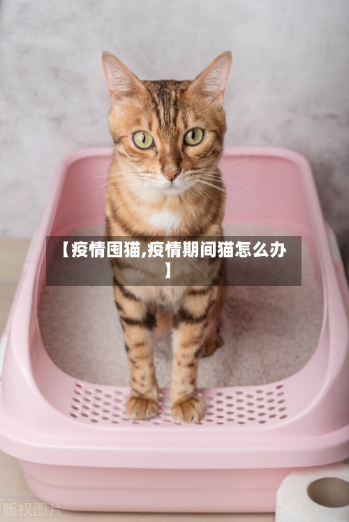 【疫情囤猫,疫情期间猫怎么办】-第2张图片