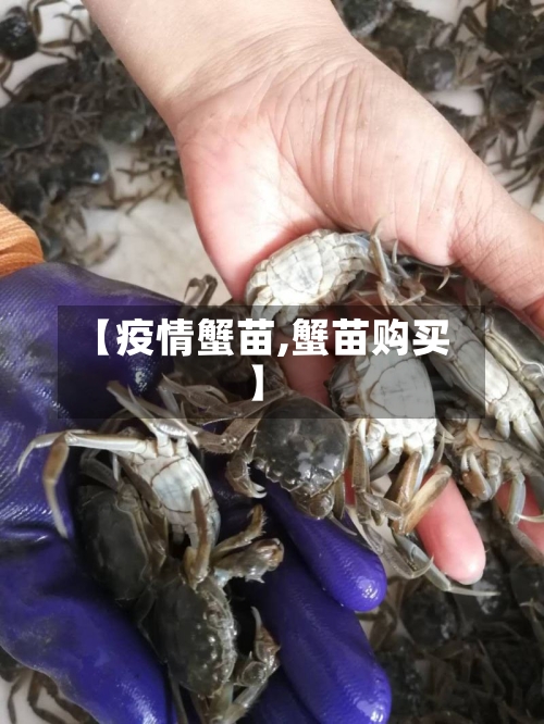 【疫情蟹苗,蟹苗购买】-第2张图片