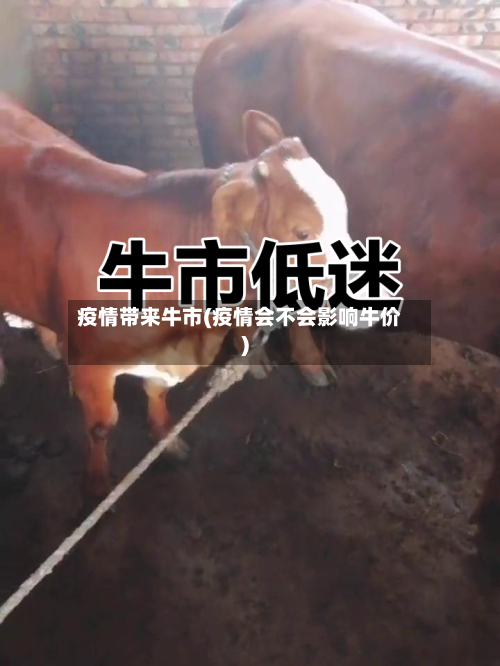 疫情带来牛市(疫情会不会影响牛价)-第2张图片