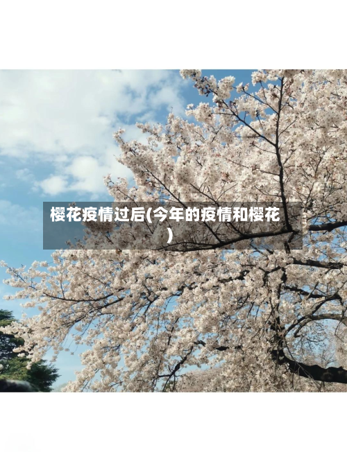 樱花疫情过后(今年的疫情和樱花)