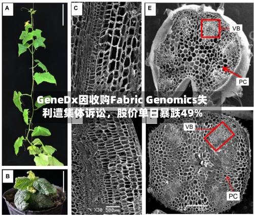 GeneDx因收购Fabric Genomics失利遭集体诉讼，股价单日暴跌49%