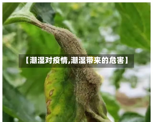【潮湿对疫情,潮湿带来的危害】