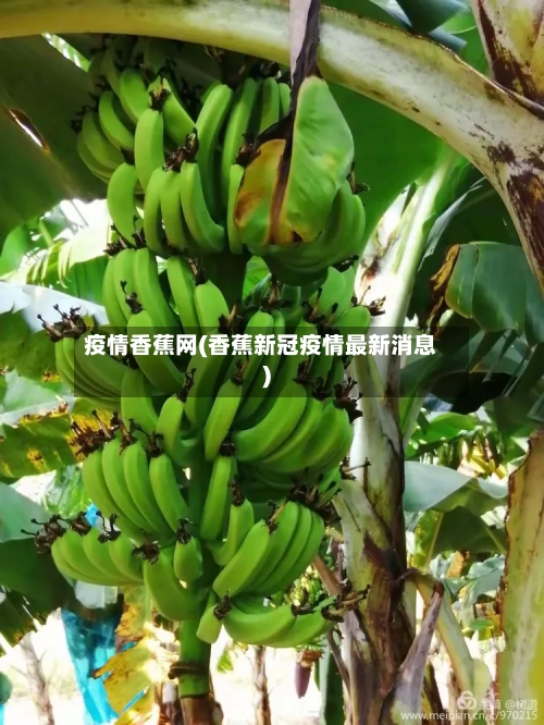 疫情香蕉网(香蕉新冠疫情最新消息)-第2张图片