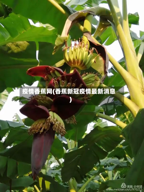 疫情香蕉网(香蕉新冠疫情最新消息)-第3张图片