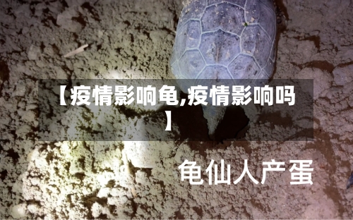 【疫情影响龟,疫情影响吗】