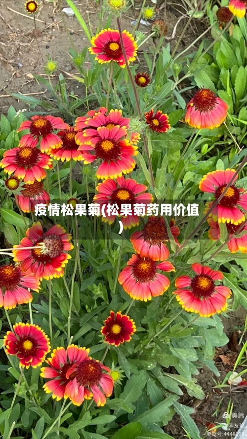 疫情松果菊(松果菊药用价值)