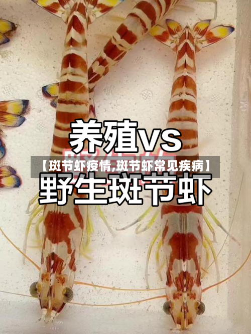 【斑节虾疫情,斑节虾常见疾病】