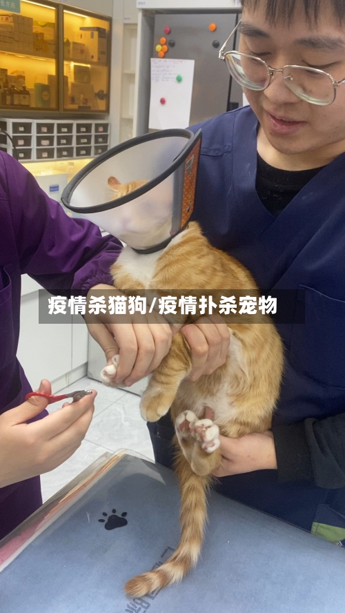 疫情杀猫狗/疫情扑杀宠物-第2张图片