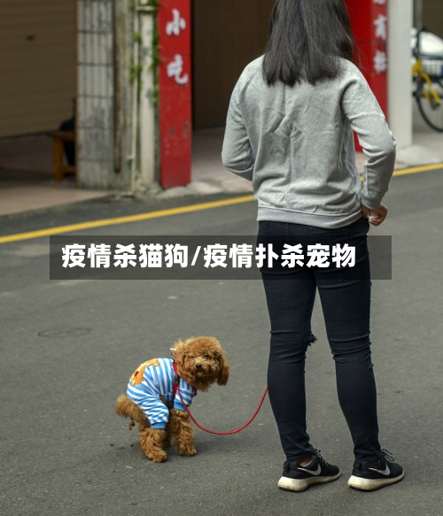 疫情杀猫狗/疫情扑杀宠物