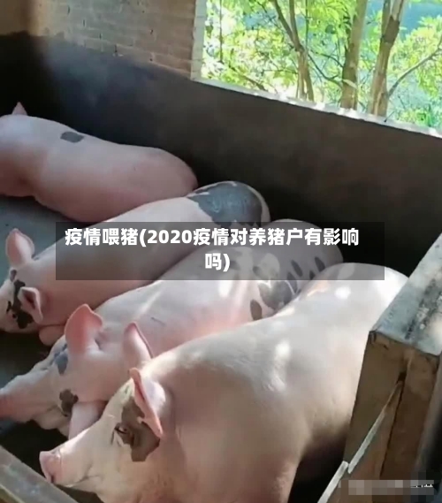 疫情喂猪(2020疫情对养猪户有影响吗)