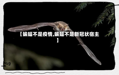 【蝙蝠不是疫情,蝙蝠不是新冠状宿主】-第2张图片