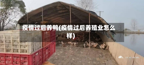 疫情过后养鸭(疫情过后养殖业怎么样)-第2张图片