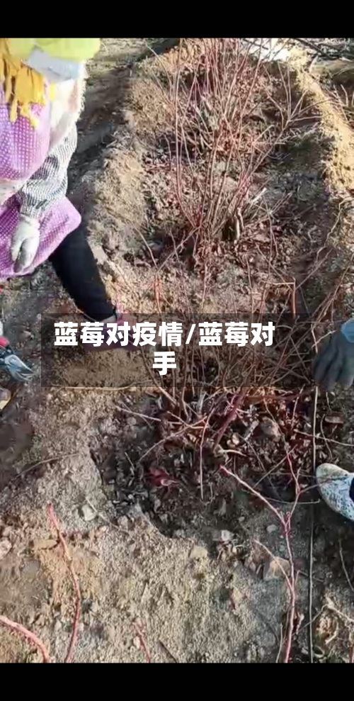 蓝莓对疫情/蓝莓对手-第3张图片