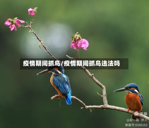 疫情期间抓鸟/疫情期间抓鸟违法吗