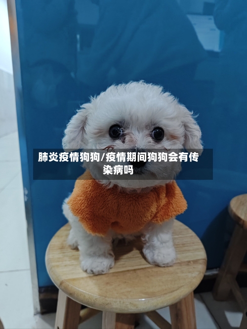 肺炎疫情狗狗/疫情期间狗狗会有传染病吗