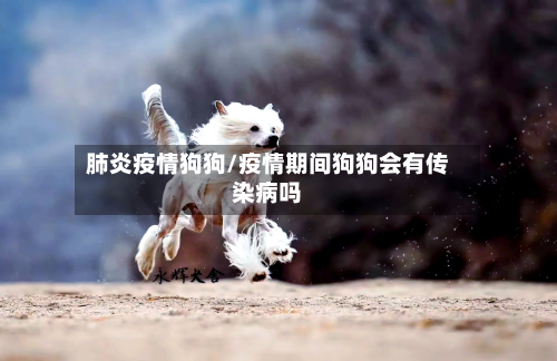 肺炎疫情狗狗/疫情期间狗狗会有传染病吗-第2张图片