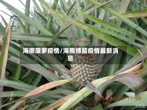 海南菠萝疫情/海南博鳌疫情最新消息
