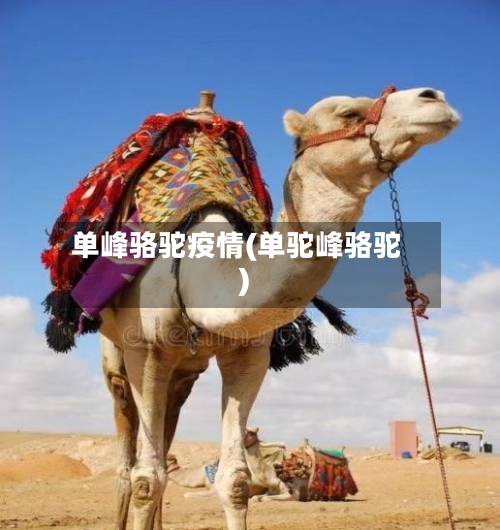 单峰骆驼疫情(单驼峰骆驼)-第2张图片