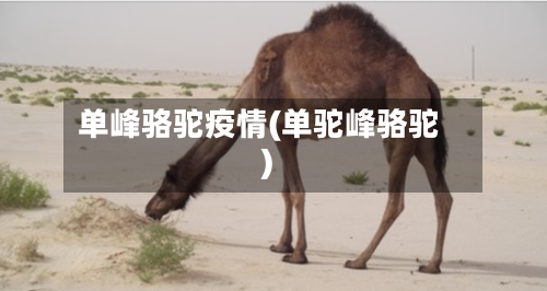 单峰骆驼疫情(单驼峰骆驼)