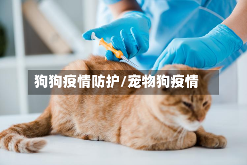 狗狗疫情防护/宠物狗疫情-第3张图片