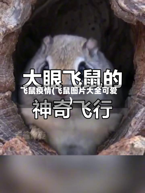 飞鼠疫情(飞鼠图片大全可爱)