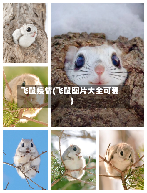飞鼠疫情(飞鼠图片大全可爱)-第2张图片