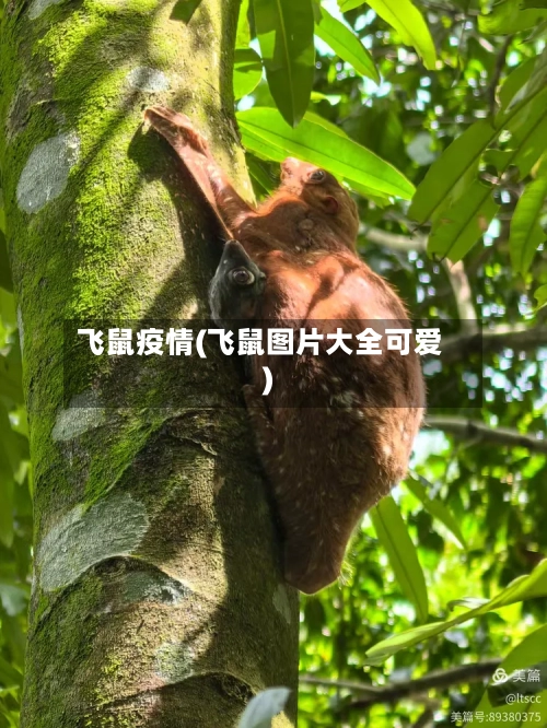 飞鼠疫情(飞鼠图片大全可爱)-第3张图片