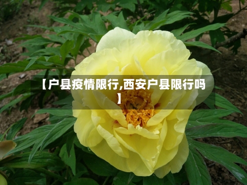 【户县疫情限行,西安户县限行吗】-第2张图片