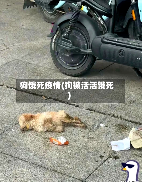 狗饿死疫情(狗被活活饿死)