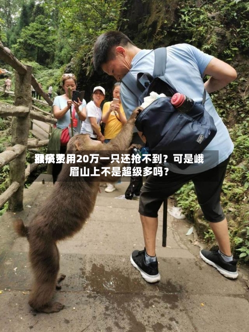 猴子费用涨疯了	，20万一只还抢不到？可是峨眉山上不是超级多吗？-第2张图片