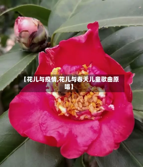 【花儿与疫情,花儿与春天儿童歌曲原唱】-第2张图片