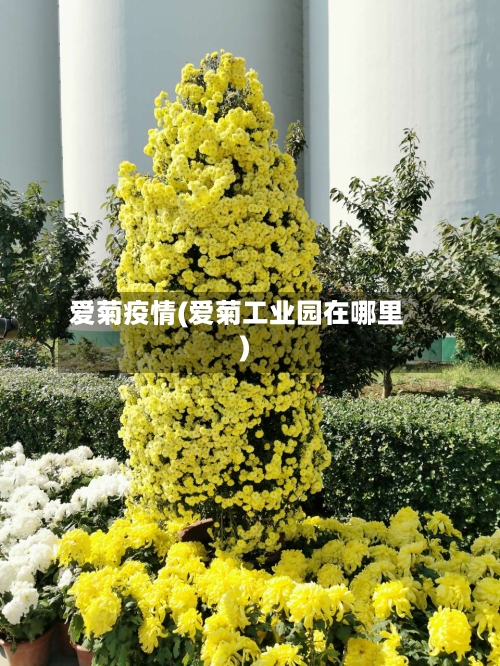 爱菊疫情(爱菊工业园在哪里)
