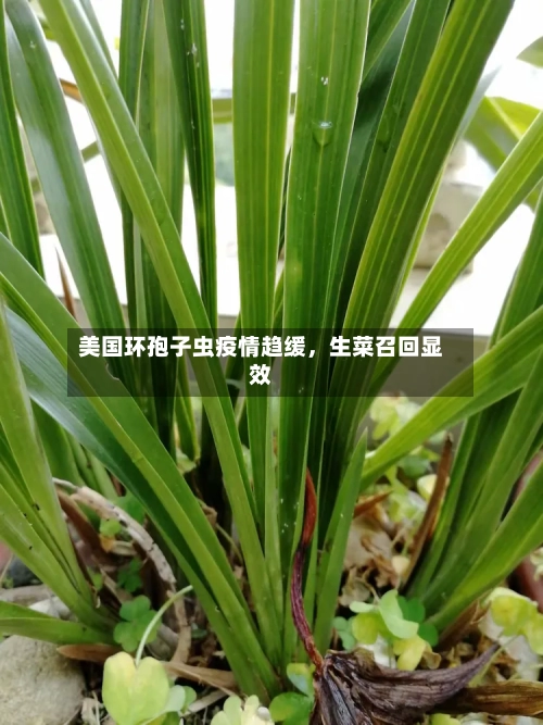 美国环孢子虫疫情趋缓，生菜召回显效