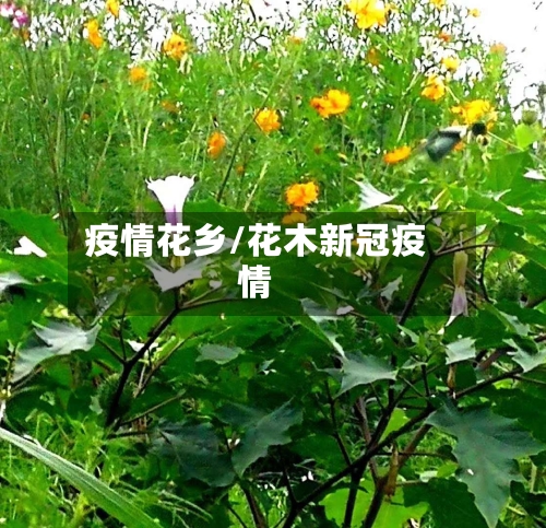 疫情花乡/花木新冠疫情