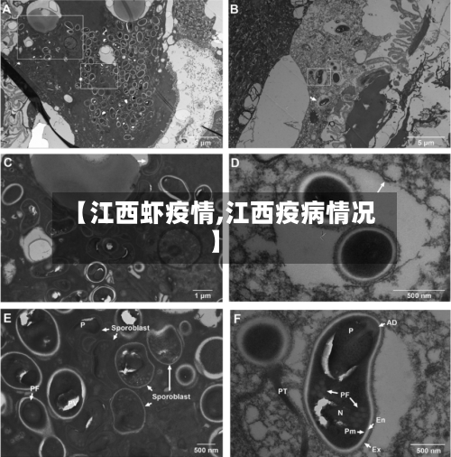 【江西虾疫情,江西疫病情况】-第2张图片