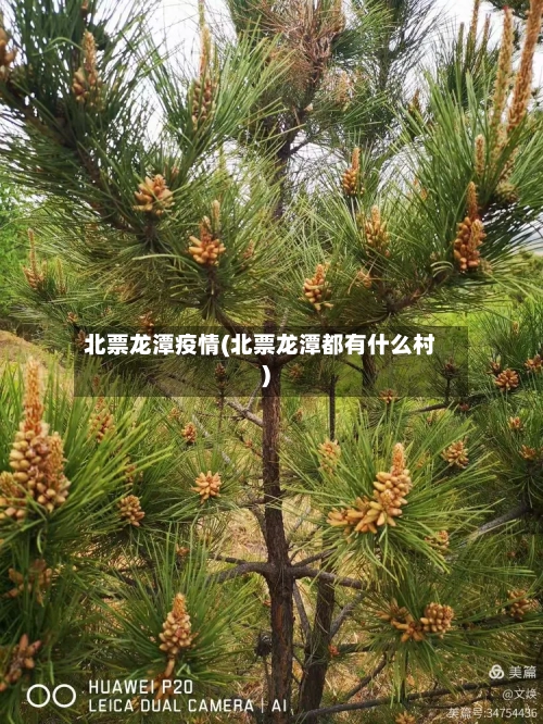 北票龙潭疫情(北票龙潭都有什么村)-第2张图片
