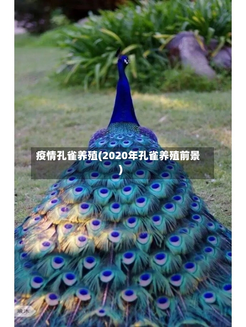 疫情孔雀养殖(2020年孔雀养殖前景)