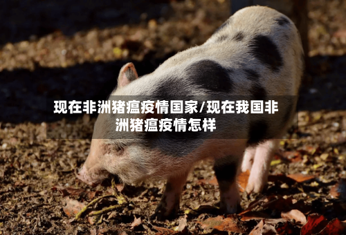 现在非洲猪瘟疫情国家/现在我国非洲猪瘟疫情怎样