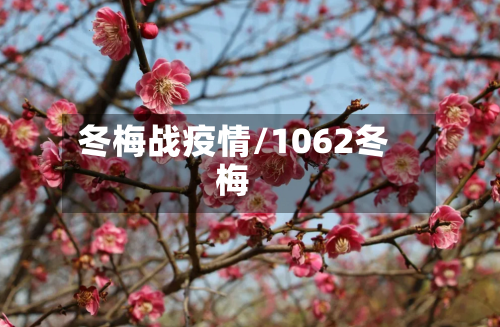 冬梅战疫情/1062冬梅