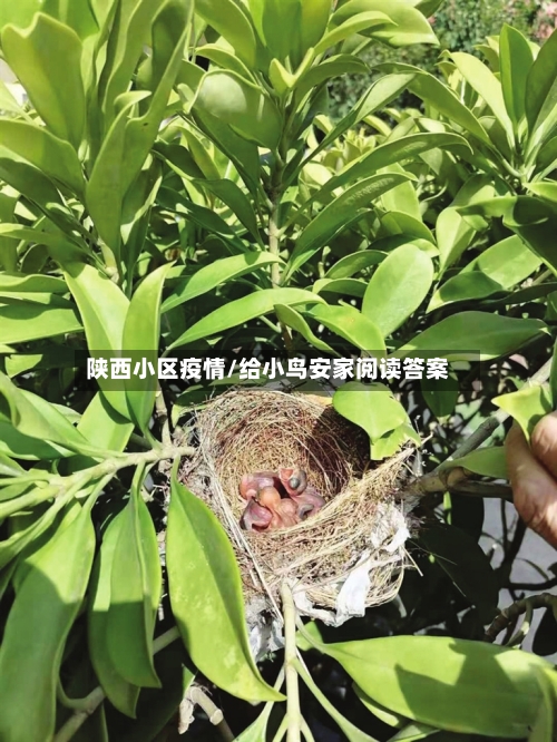 陕西小区疫情/给小鸟安家阅读答案-第3张图片
